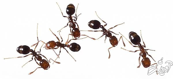 فراری دادن مورچه با ترفندهای موثر فراری دادن مورچه